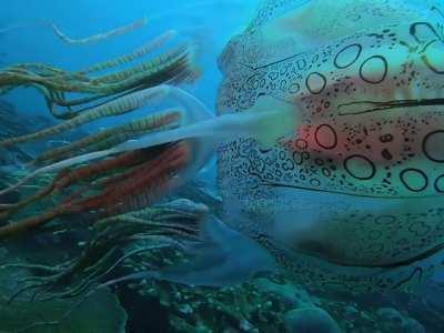 Chirodectes Maculatusâa species of spotted box jelly.