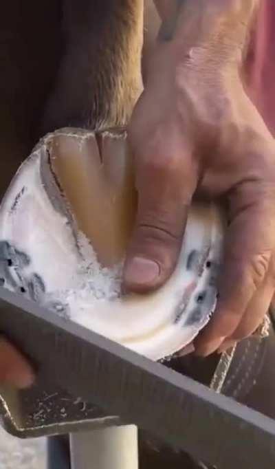 Horse hoof getting cleaned