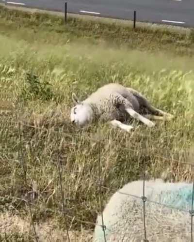 Nap &amp;amp; Snack 🐑