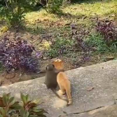 🔥 Monkey hugging a cat