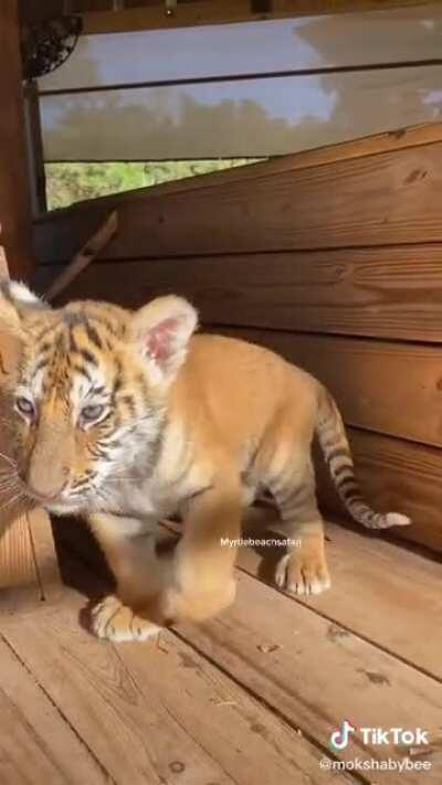 A brave chimp fights two tigers