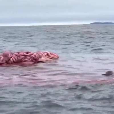 Whale carcass explodes off the coast of california. Caused by Gas building up inside dead body