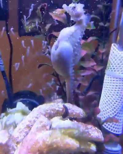 This is how seahorses give birth!!