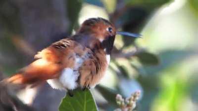 The littlest big stretch of a hummingbird I saw