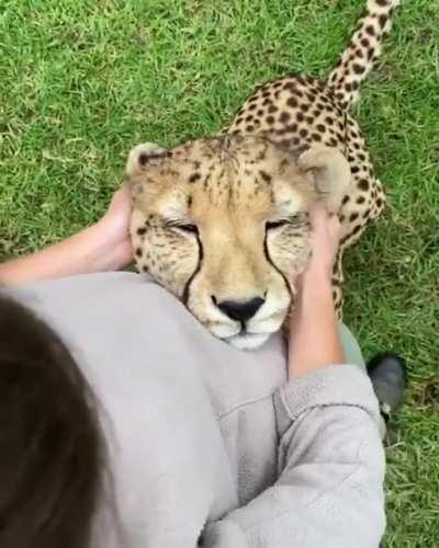 Sometimes you just need a little ear massage