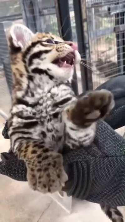 An Ocelot Kitten