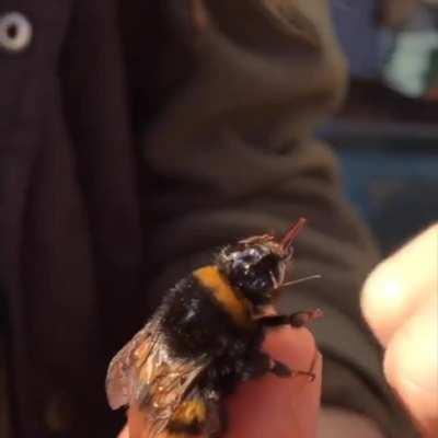 Reviving an exhausted bumble bee with sugar water.