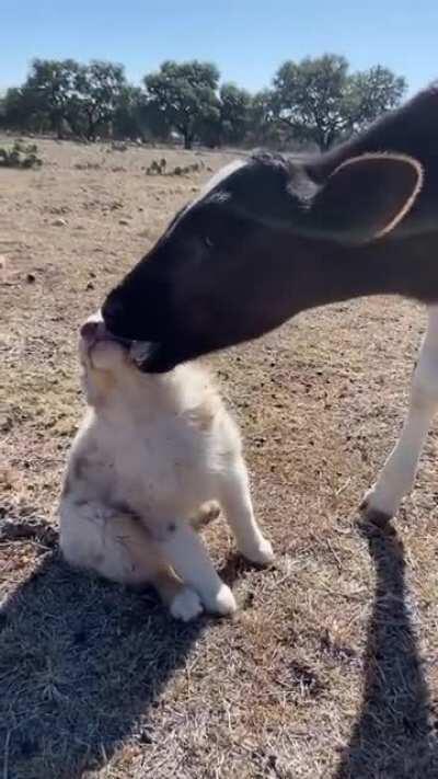 best buds always lick back