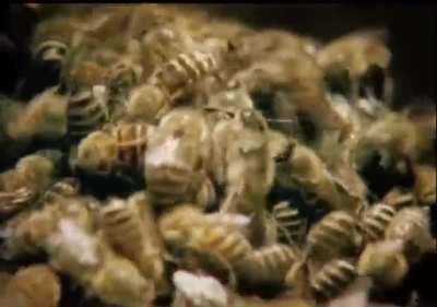 A group of bees take revenge on a giant hornet for eating one of them