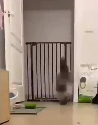 This cat's perfect jumping form