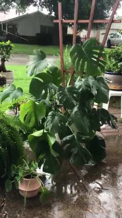 Plants in the Texas summer rain with sound