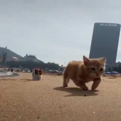 Kittens on the beach