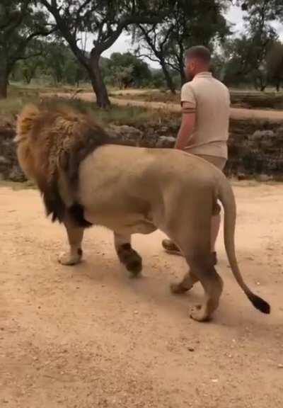 🔥 A Lion and his mane man