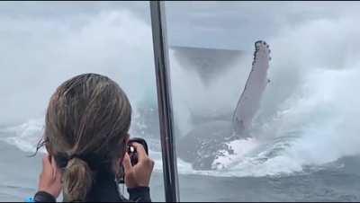 🔥 Massive Humpback Whale emerging for the photos!