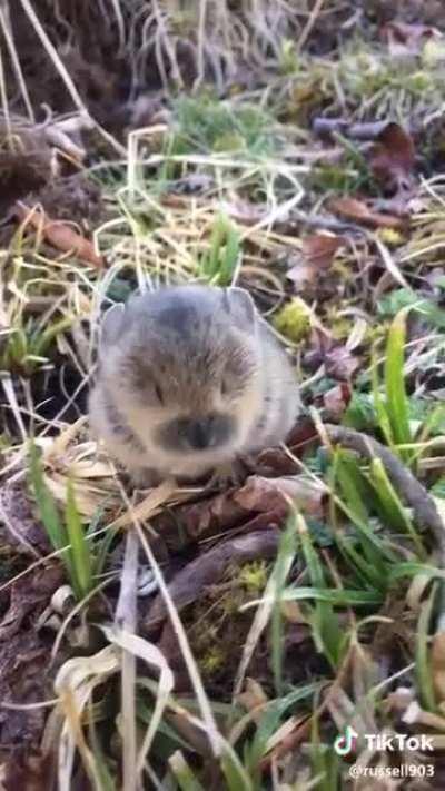 The tiny squeaks of a baby Pika