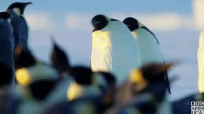 🔥 A couple of Emperor Penguins entering the party.