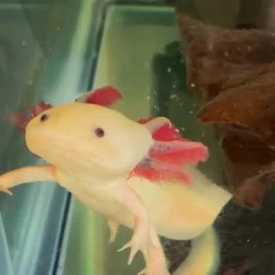 Mizu the axolotl