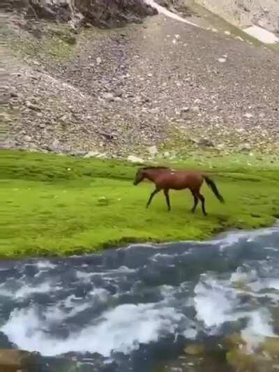 Wild horses in Afghanistan