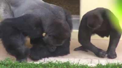 Shabani the silverback and his son, calmly observing a caterpillar