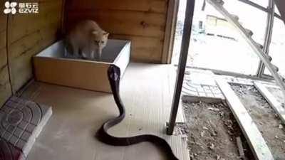 Brave cat vs cobra