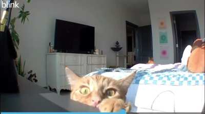 Cat camera is best meme