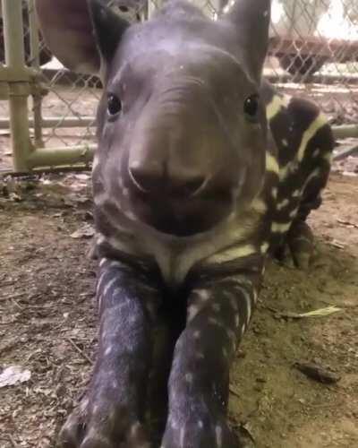 A tapir enjoying a snack