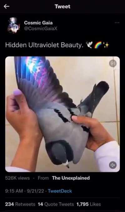 How to LC a pigeon