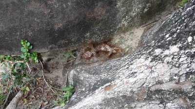 This Gecko being eaten by red ants in Southern Thailand