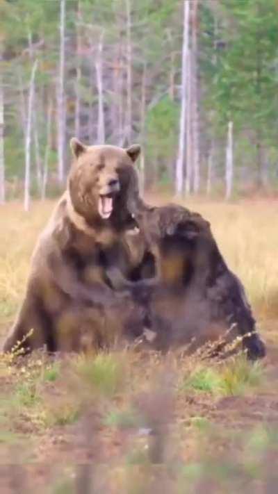 🔥 Two Bears fight each other