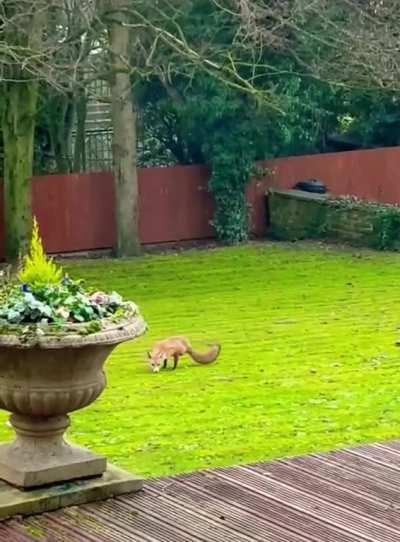 A fox was spotted in Great Britain without two hind legs.Representatives of the local Wildlife Foundation said they had never seen anything like it before.