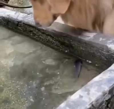 Dog saves fishes life