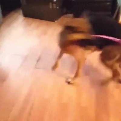 German Shepherd wants to hula hoop