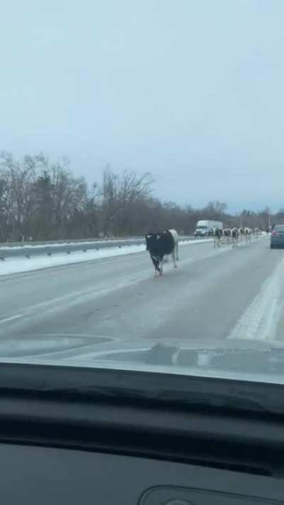 Cow Marathon in LaPorte County!