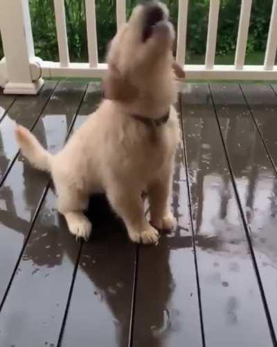 I could watch this pup try to catch rain drops all day.....