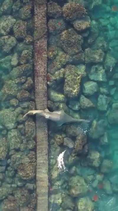 🔥The Small Tooth Sawfish (Pristis pectinata) which first appeared between 59 and 62 million years ago and is now on the critically endangered list with perhaps as few as 200 in existence. To see one in South Florida is indeed a rare sighting. 1st post mor