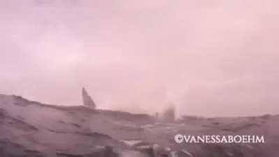 5-ton Basking Shark Breaching