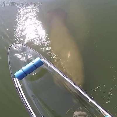 🔥 The Craziest Thing I've Ever Seen a Manatee Do...