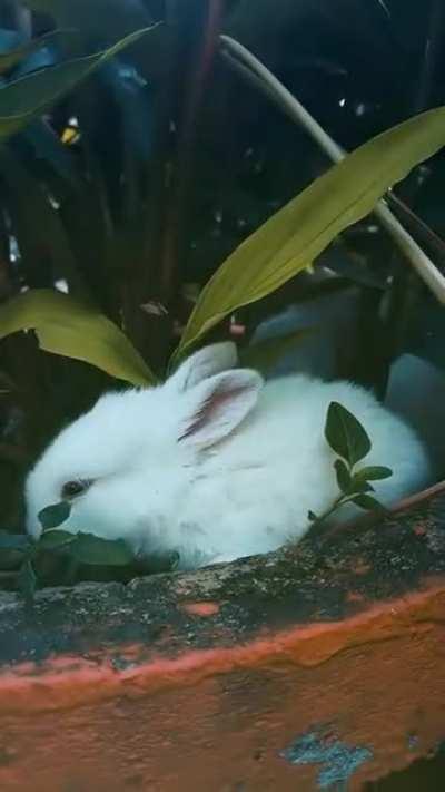 Three Cute White Fluffy Baby &quot;Rabbits&quot;🐇🐇🐇