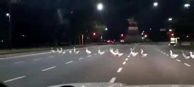 Los patos del planetario, cruzando Av. Sarmiento, a esta hora.