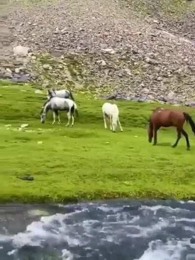 🔥 Wild horses in Afghanistan