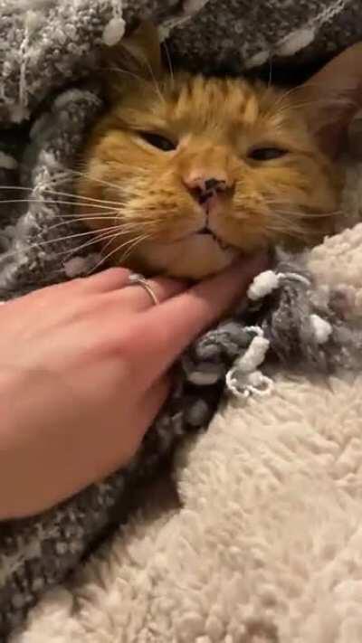 Chin scratches and nose boops for this purrito