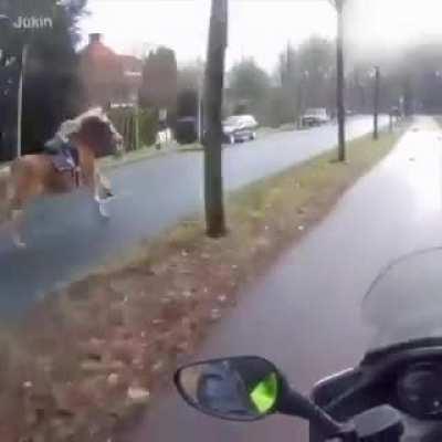 Biker Chases Runaway Horse