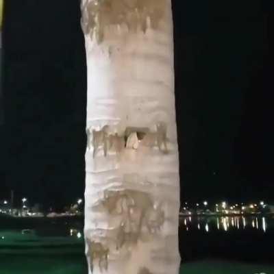 🔥 A group of parrots nesting inside a palm tree 🔥