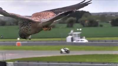 🔥 This falcon is able to completely stabilize itself during a strong wind.