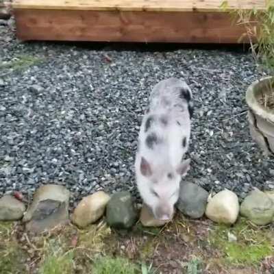 Wilbur sees snow for the first time