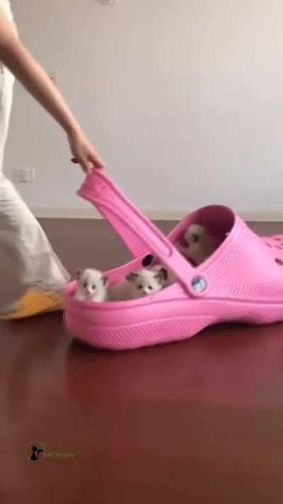 are the shoes that are big or the kittens that are too small, what do you think