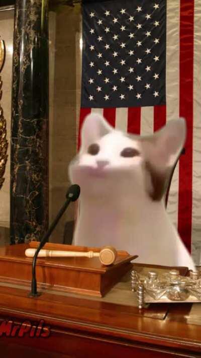 pop cat giving a speech at the us congress