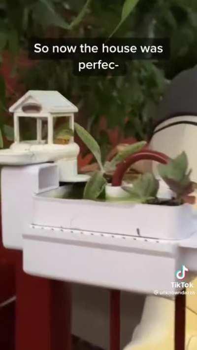 Guy makes the perfect frog house