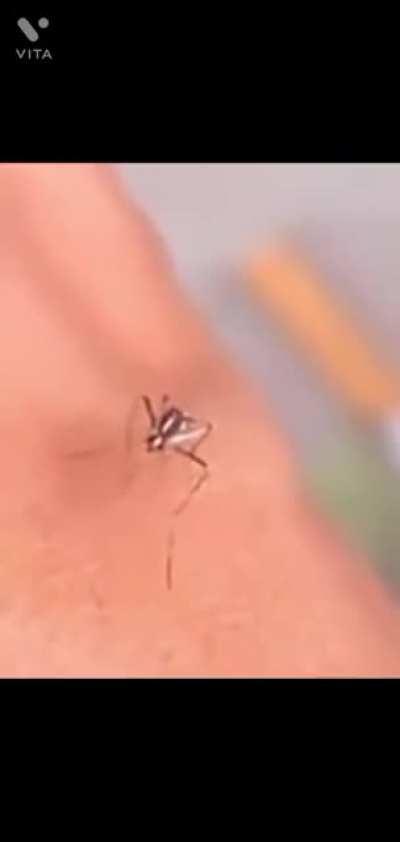 Frustrated mosquito (Sorry for the bad quality)