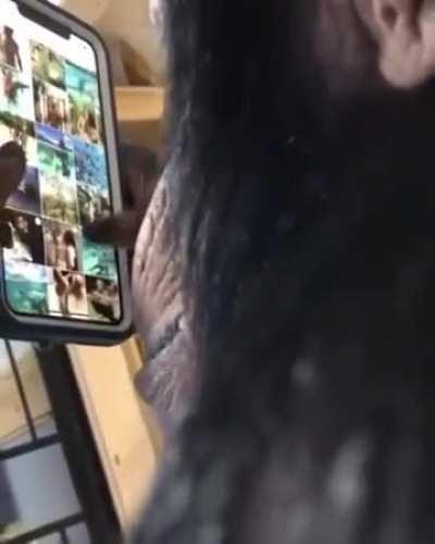 Ape using a smartphone